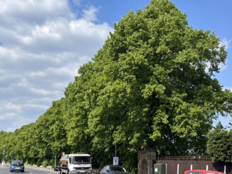 Campaign to Save the Royal Lime Trees in Walton le Dale