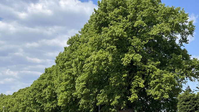 Campaign to Save the Royal Lime Trees in Walton le Dale
