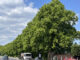 Campaign to Save the Royal Lime Trees in Walton le Dale